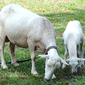 Spellbound Facility - If we have babies, they come with their Moms! - Ranches Near Me - Suffolk, Virginia Spellbound Facility - If we have babies, they come with their Moms! - Ranches Near Me - Suffolk, Virginia