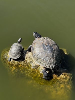 Polliwog Park by null