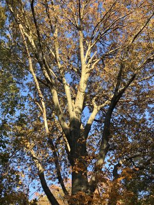 Inwood Hill Park by null
