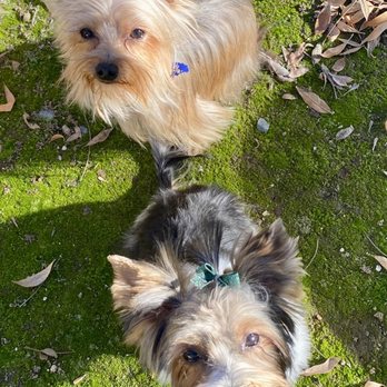 Puppy Momo's Mobile Grooming - Pet Groomers Near Me