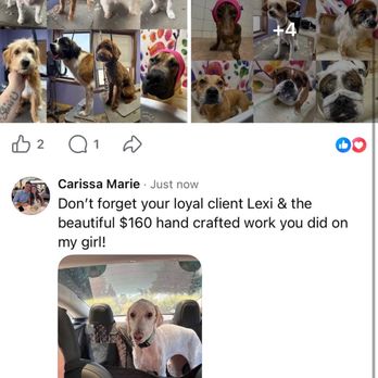 EMERALD CITY DOG SPA - Second photo. This was my post on her photo of all her groom jobs she has done the past month (I'm assuming) so I posted a photo of my dog. - Pet Services Near Me - Rocky Point, New York EMERALD CITY DOG SPA - Second photo. This was my post on her photo of all her groom jobs she has done the past month (I'm assuming) so I posted a photo of my dog. - Pet Services Near Me - Rocky Point, New York