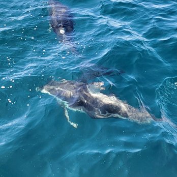 Oceanside Adventures - Boat Charters Near Me - Oceanside, California Oceanside Adventures - Boat Charters Near Me - Oceanside, California