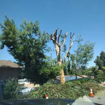 Sierra's Tree Service - Tree Services Near Me Sierra's Tree Service - Tree Services Near Me