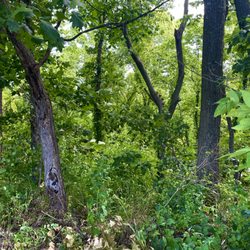 Little Blue Trace Nature Preserve