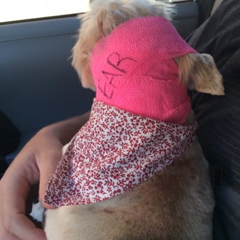 Bark & Purr Pet Grooming - Snipped ear. Just a wonderful experience this was. - Pet Groomers Near Me - Glendale, Arizona Bark & Purr Pet Grooming - Snipped ear. Just a wonderful experience this was. - Pet Groomers Near Me - Glendale, Arizona