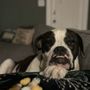 Photo of Blue Cross Animal Hospital
