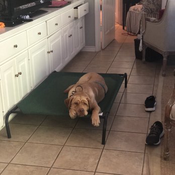 K911! - Ellie "after" training - Pet Training Near Me K911! - Ellie "after" training - Pet Training Near Me
