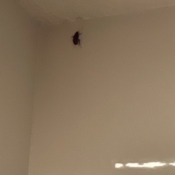 The Park at Flower Mound - Roach in closet - Apartments Near Me - Flower Mound, Texas