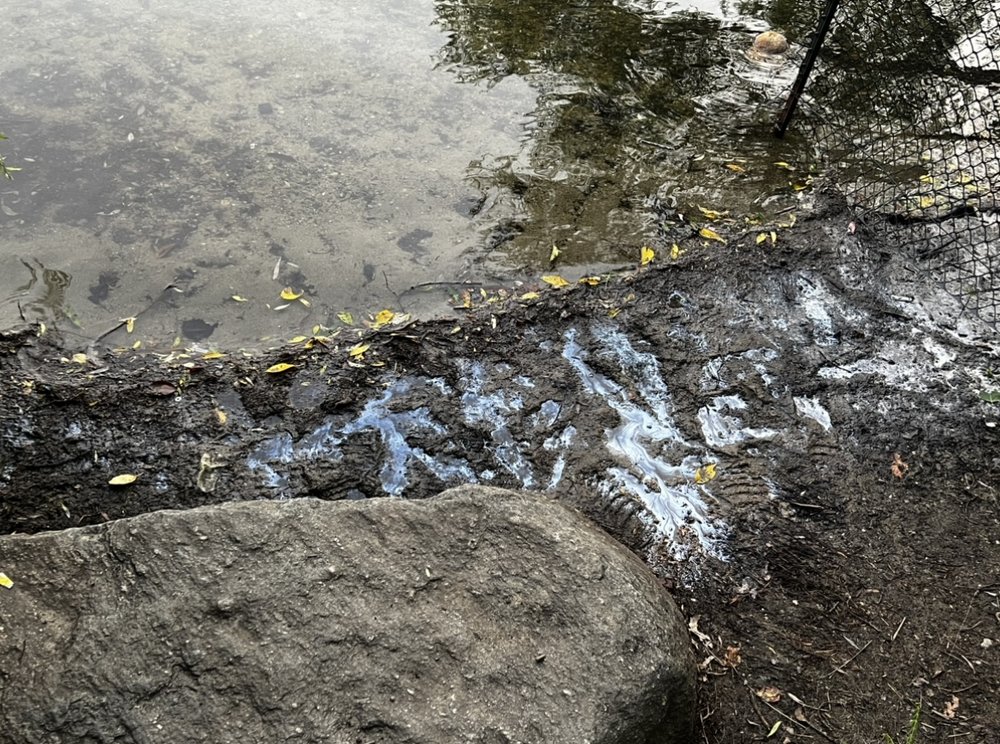 Spy Pond Image