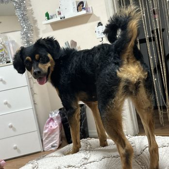 Bloomingtails Grooming - Pet Groomers Near Me - Staten Island, New York