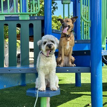 Mokupuni Paws - Pet Training Near Me