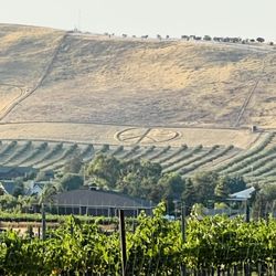 The Purple Orchid Wine Country Resort - This is the view from the wedding venue.