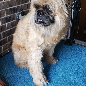 Diggable Changes - Pet Groomers Near Me