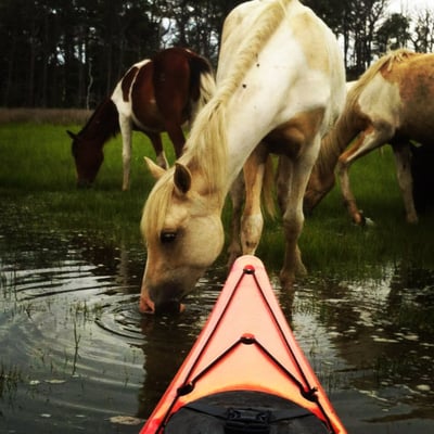 Chincoteague Nature Tours