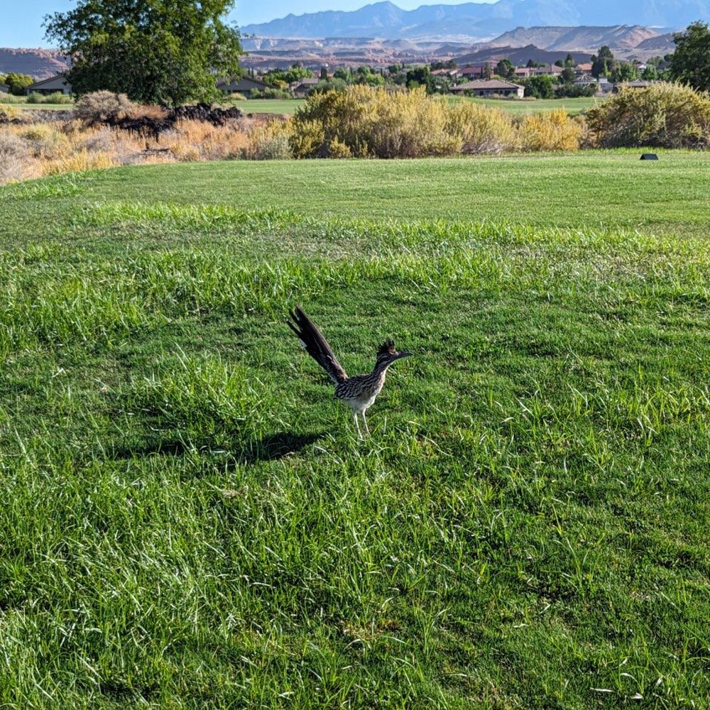 Sunbrook Golf Course - Beep beep! - Golf Near Me - Saint George, Utah Sunbrook Golf Course - Beep beep! - Golf Near Me - Saint George, Utah