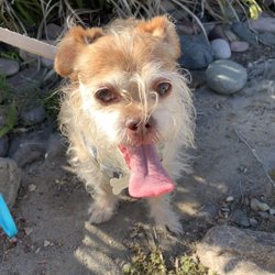 Baker Pet Care