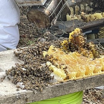 A Bee Man - Removal of hive in process - Pest Control Near Me