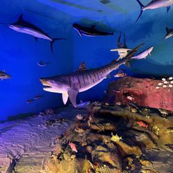 Museum of Coastal Carolina