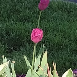 Carefree Racquet Club - Tulip greeter