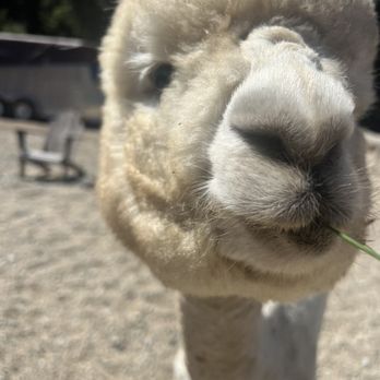 R2 Hillside Ranch - Alpaca - Ranches Near Me - Watsonville, California