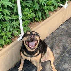 Red-Tail Dispensary - Carly enjoying that growers life
