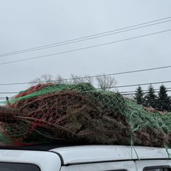 Bayside Garden Center - Last minute Christmas tree shopping