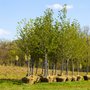Photo of Louisiana Tree Service
