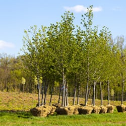 Louisiana Tree Service - Tree Planting