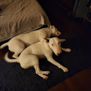 Zenni Dogs - The boys are friendly again! - Pet Training Near Me