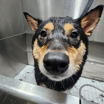 Pawtero - bath for shiba dog - Pet Groomers Near Me - New Haven, Connecticut