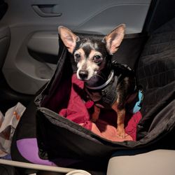 Happy Pets Vets - This Is Max