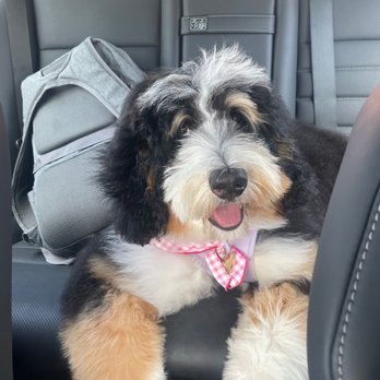 Doggie Dos  - Isla's first puppy groom! - Pet Groomers Near Me - La Mesa, California