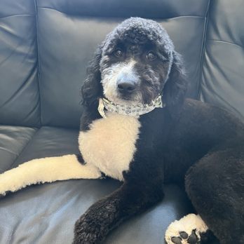 High 10 Pet Spa - Wren (Aussie-Doodle) - Pet Groomers Near Me - Colorado Springs, Colorado High 10 Pet Spa - Wren (Aussie-Doodle) - Pet Groomers Near Me - Colorado Springs, Colorado