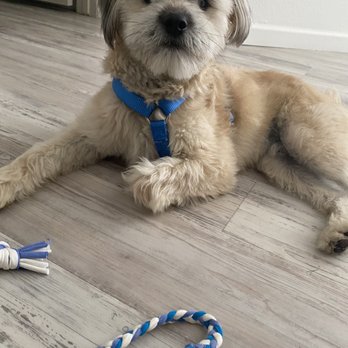 Flying High Pet Resort - Milo the rescue - Pet Groomers Near Me - Camarillo, California