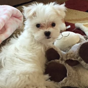 California Cuddles - Cute as a button! - Pet Breeders Near Me