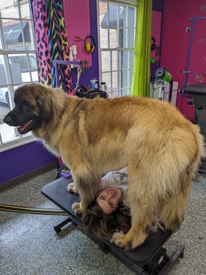 Doggy Style Salon by null