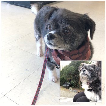 Paws In The Park - Transformation Tuesday in full effect - Pet Stores Near Me - Normandy Park, Washington Paws In The Park - Transformation Tuesday in full effect - Pet Stores Near Me - Normandy Park, Washington