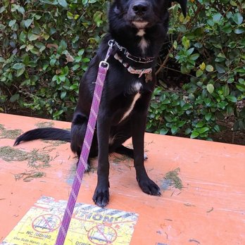 Mac's Canine Consultants - my puppy, Brie, during her board & train! - Pet Training Near Me Mac's Canine Consultants - my puppy, Brie, during her board & train! - Pet Training Near Me