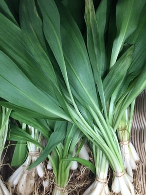 Greene Grape Provisions by null