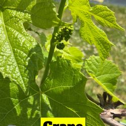 Wee baby grapes