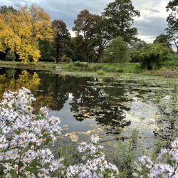 Francis William Bird Park - Pond