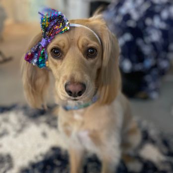 Spring Animal Hospital - She's going to be 2 this year! - Veterinarians Near Me - Long Beach, California Spring Animal Hospital - She's going to be 2 this year! - Veterinarians Near Me - Long Beach, California
