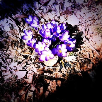 Bluebird Cafe - a purple flower in the middle of the ground - Diners Near Me - Wakefield, Rhode Island