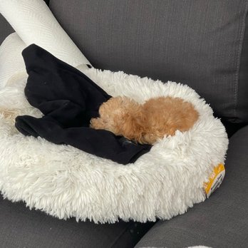 Forever Love Puppies - Pet Stores Near Me - Miami, Florida