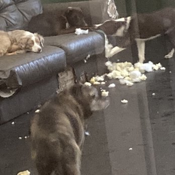 Emerald Street Kennels - Dogs allowed to eat a couch risking medical emergencies - Pet Groomers Near Me - Boise, Idaho