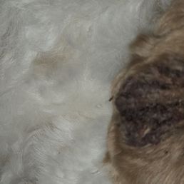 Puppies ear had these crusty scabs after her groom. Puppies ear had these crusty scabs after her groom.