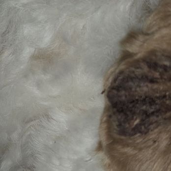 C U Pet Grooming - Puppies ear had these crusty scabs after her groom. - Pet Groomers Near Me - Anaheim, California C U Pet Grooming - Puppies ear had these crusty scabs after her groom. - Pet Groomers Near Me - Anaheim, California
