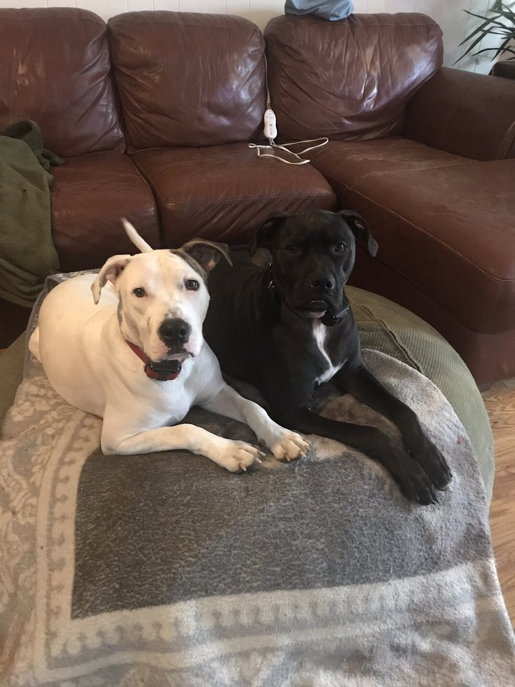 BULLYS BEHAVEN 15 Reviews Pet Training 990 Farmingdale Rd