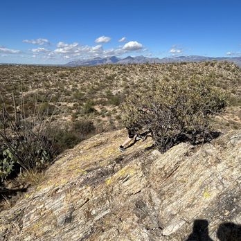 Saguaro National Park - Parks Near Me - Tucson, Arizona Saguaro National Park - Parks Near Me - Tucson, Arizona