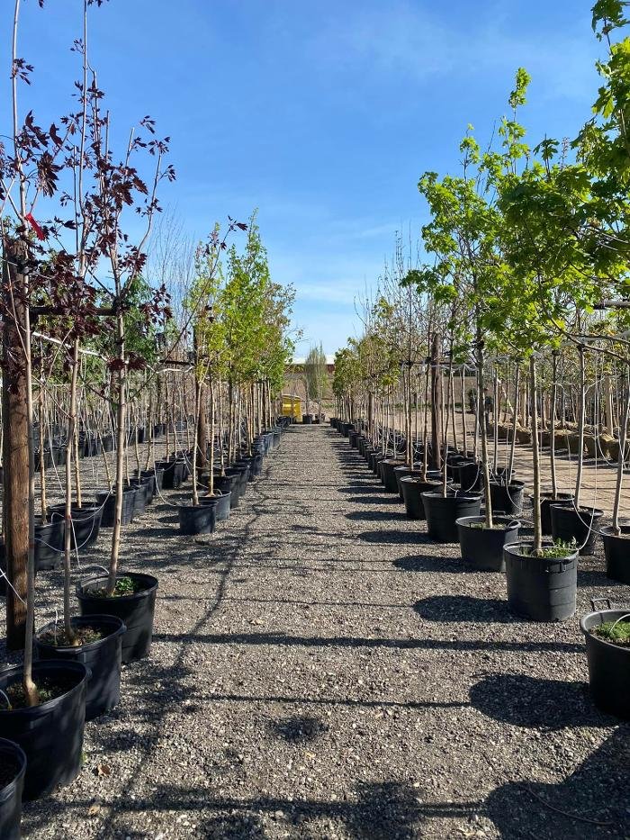 BOTANIX OXFORD INSTASHADE Updated September 2024 15 Photos